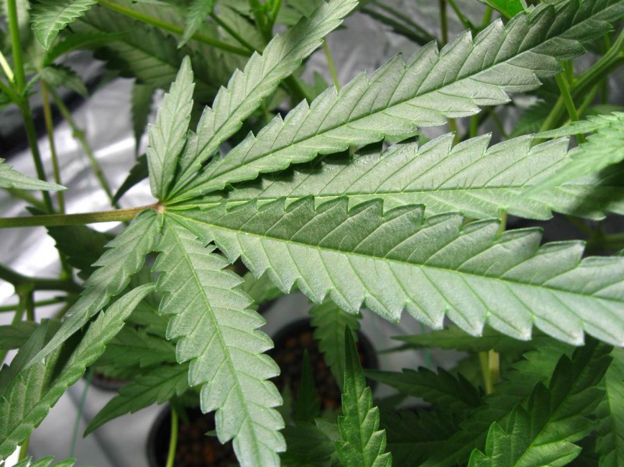 Informazioni sulla cannabis
